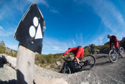 43491